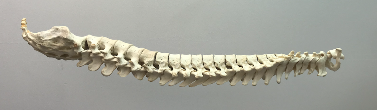 Medicare Rebates: Does Medicare fund Osteopathy treatment?
