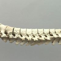 Medicare Rebates: Does Medicare fund Osteopathy treatment?
