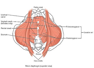what-is-the-pelvic-floor
