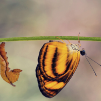 Adapting To Change