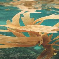 What is fibroboost and would it be good for me?