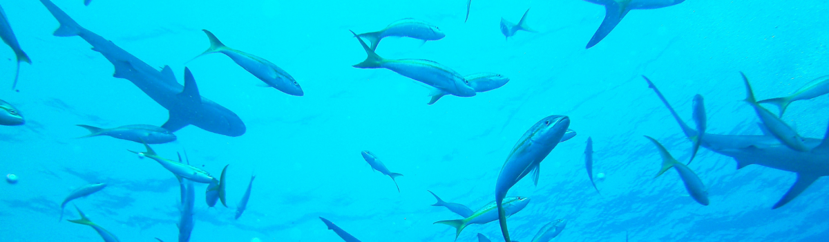 What I learnt about fear: diving with sharks