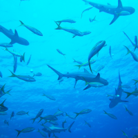What I learnt about fear: diving with sharks